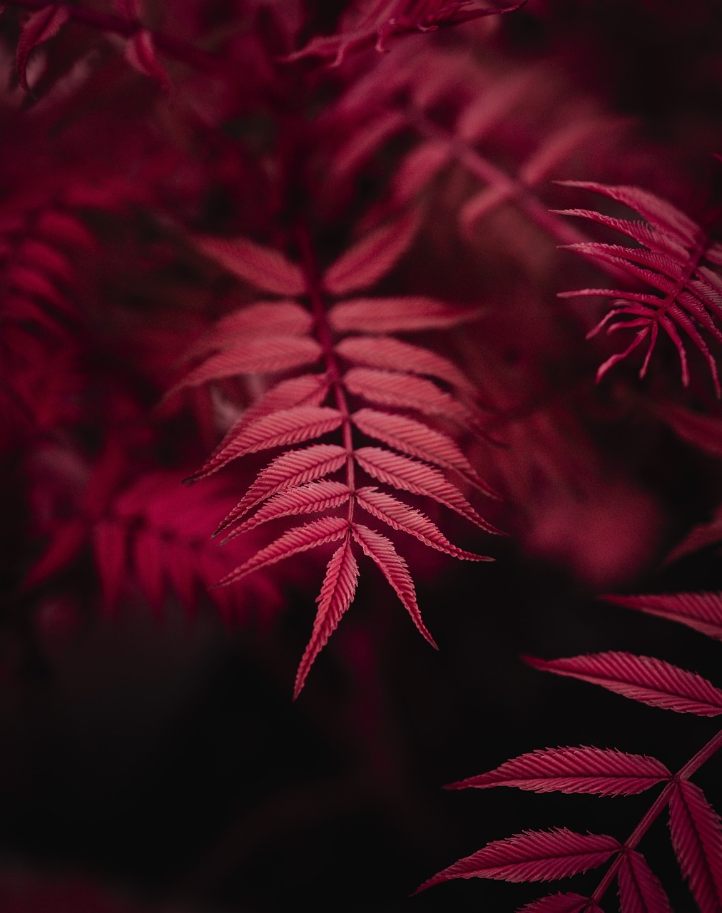 plant, nature, leaves, macro, garden, forest, growth, iphone wallpaper, iphone wallpaper, iphone wallpaper, iphone wallpaper, iphone wallpaper, iphone wallpaper