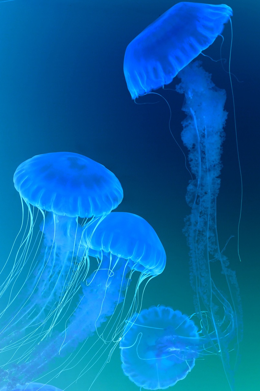 sea animals, jellyfish, aquatic life, aesthetic wallpaper, iphone wallpaper, jellyfish, iphone wallpaper, iphone wallpaper, phone wallpaper, iphone wallpaper, iphone wallpaper, iphone wallpaper