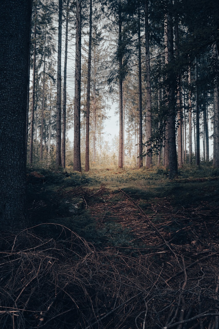 forest, phone wallpaper, nature, trees, woods, outdoors, wilderness, aesthetic wallpaper, iphone wallpaper, iphone wallpaper, iphone wallpaper, iphone wallpaper, iphone wallpaper, iphone wallpaper