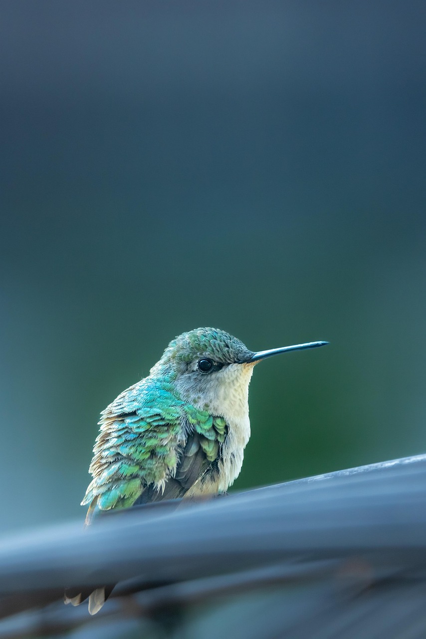 hummingbird, ipad wallpaper, lock screen wallpaper, bird, nature, wallpaper, samsung wallpaper, mobile wallpaper 4k, iphone wallpaper, wildlife, animal, mobile wallpaper, phone wallpaper, wallpaper, wallpaper, beautiful wallpaper, wallpaper, wallpaper, wallpaper